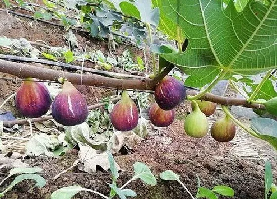 植物百科|无花果有种子吗