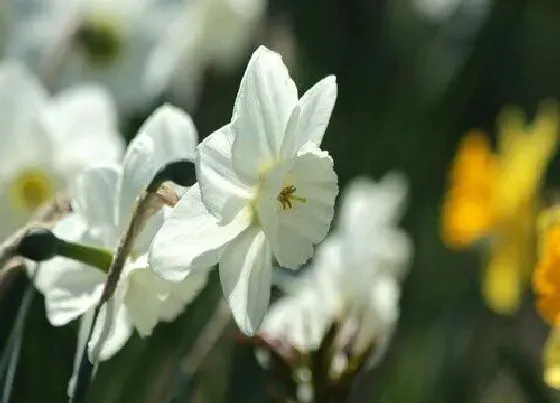 习性特点|水仙花的样子和特点描写