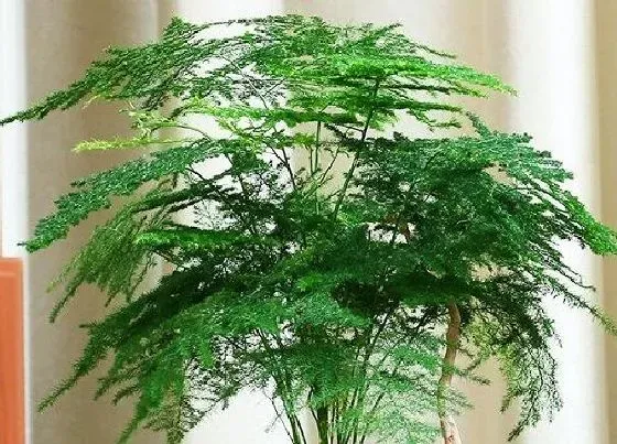 植物寓意|文竹开花预示着什么意思