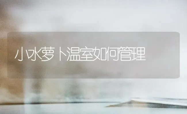 小水萝卜温室如何管理 | 蔬菜种植