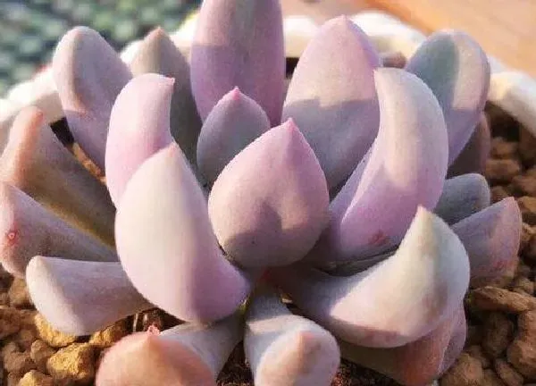 养殖方法|冬天网上买的多肉怎么种植（网购回来多肉植物换盆步骤）