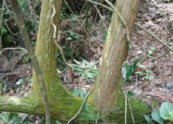 植物百科|连理枝是什么植物