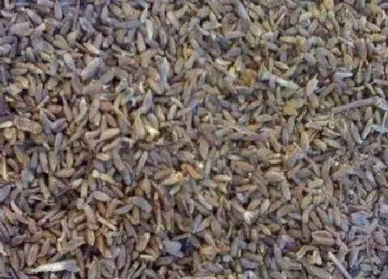 种植育种|藿香种子什么时候种植最好