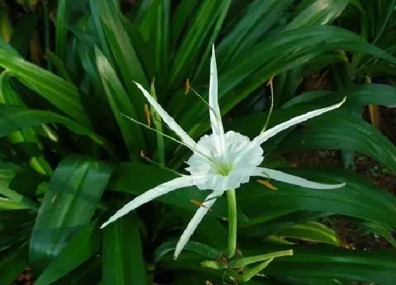 植物修剪|蜘蛛兰怎么修剪好看