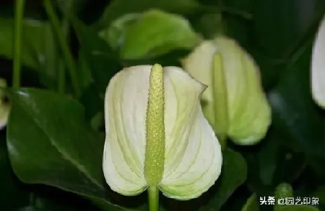 植物浇水|白掌有花苞了叶子需要喷水吗（白掌开花的时候怎么浇水）