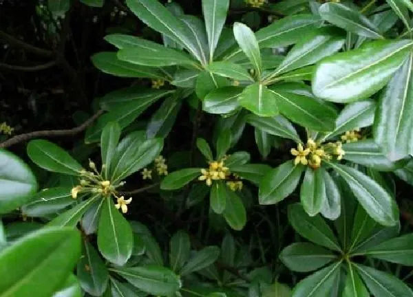 植物浇水|鸭掌木浇什么水好 长得更旺盛