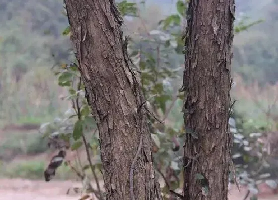 植物百科|黄檀树在农村叫什么
