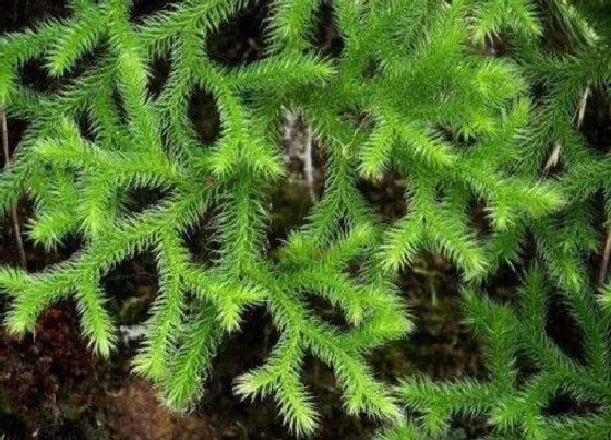 植物百科|舒筋草和伸筋草的区别图片