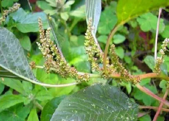 植物百科|母猪菜又叫什么菜