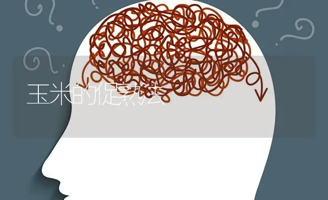 玉米的促熟法 | 粮油作物种植
