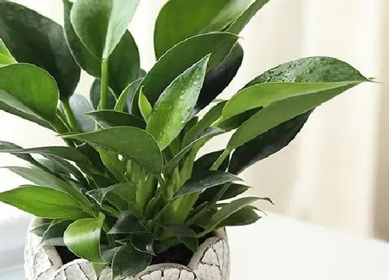 摆放常识|餐桌上摆放什么花最好看 适合放餐厅的绿植花卉