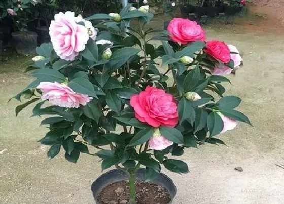 植物百科|山茶花冬天开花吗
