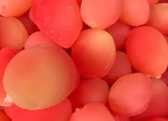 食用科普|西梅能直接吃吗