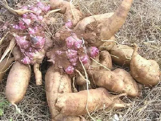 植物播种|雪莲果怎么留种子 自己收集与获得种子方法