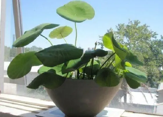 绿植|无孔花盆适合种什么植物