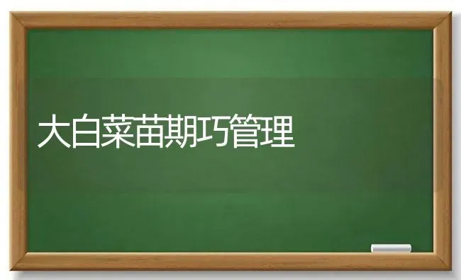 大白菜苗期巧管理 | 蔬菜种植