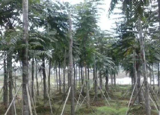 植物种类|椿树和香椿树是一种树吗