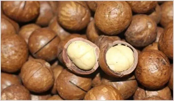 夏威夷果种植过程中需要注意哪些技术要点？ | 种植技术