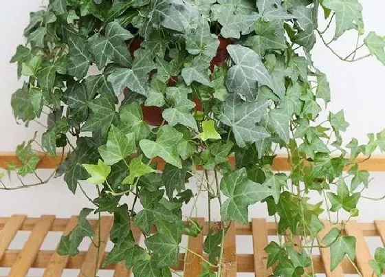 摆放常识|奶茶店适合放什么植物