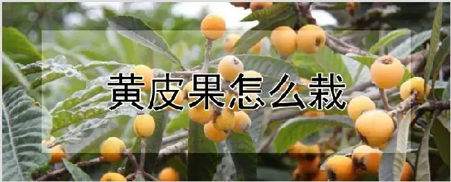 黄皮果怎么栽 | 农业科普