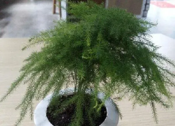 植物浇水|云竹几天浇一次水 春夏秋冬各不同