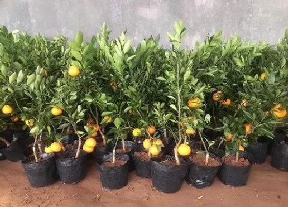种植管理|桔子盆栽几年结果