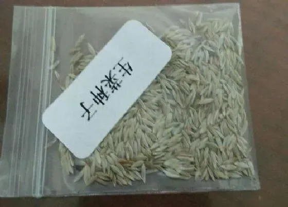 植物播种|生菜种子怎么来的