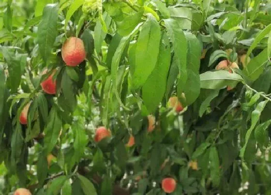 种植管理|桃树一亩地能栽多少棵，一亩地栽种多少棵桃树苗适合）
