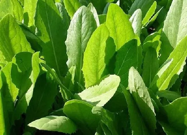 养殖科普|油麦菜喜阴还是喜阳