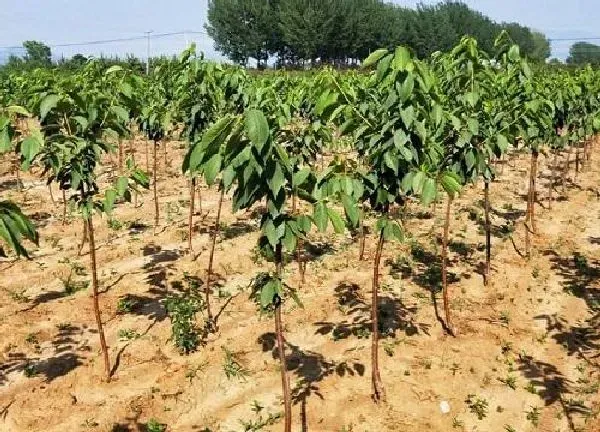 植物生根|如何让果树快速生根