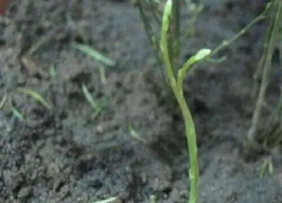 植物百科|文竹有种子吗