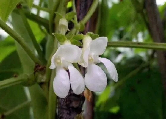 植物百科|豇豆是雌雄同株吗