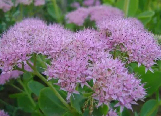 开花时间|八宝景天什么时候开花 一般开花时间几月份