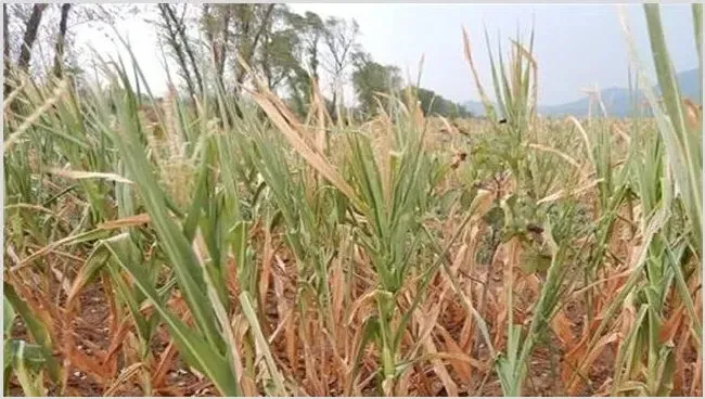 如何预防玉米高温危害 | 种植技术