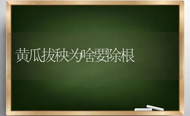 黄瓜拔秧为啥要除根 | 蔬菜种植