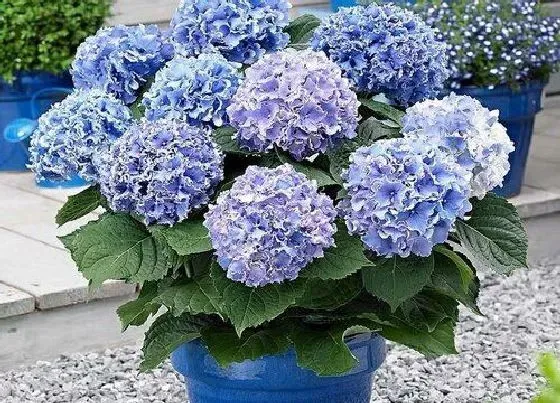 开花时间|绣球无尽夏一年开几次花 花期是什么时候