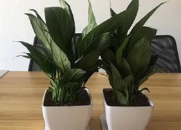 植物浇水|白蛋白适合浇什么花