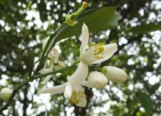 花朵诊疗|橘子花蔫了怎么办