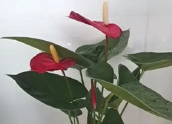 植物修剪|红掌怎么修剪枝叶