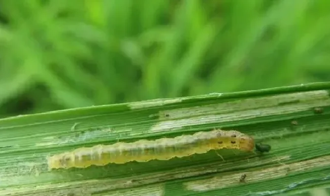 植物虫害|水稻二化螟的防治方法有哪些（水稻二化螟危害及防治药剂）