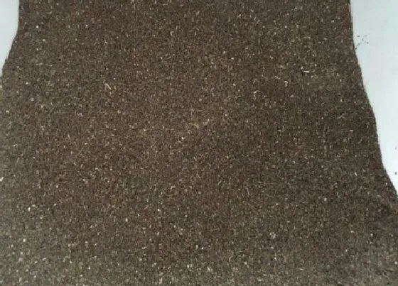 种植育种|藿香种子什么时候种植最好