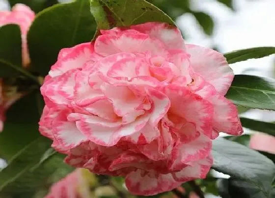 生长环境|茶花生长环境条件及特点