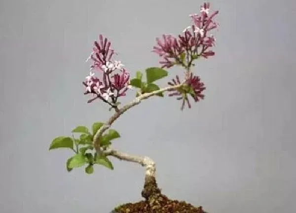 养殖科普|丁香花可以盆栽吗