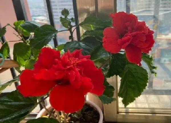 植物移栽|扶桑花什么时候换盆合适