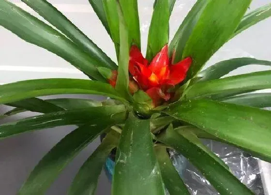 花期|凤梨花花期是什么时候