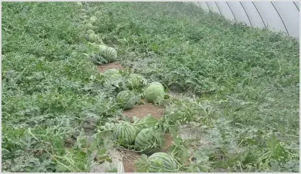 露地西瓜种植管理技术要点 | 农业技术