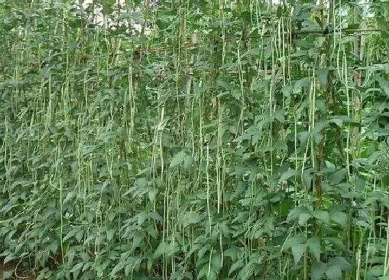种植方法|青刀豆种植时间和方法