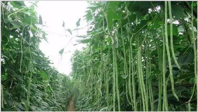 豆角对环境条件的要求 | 农业技术