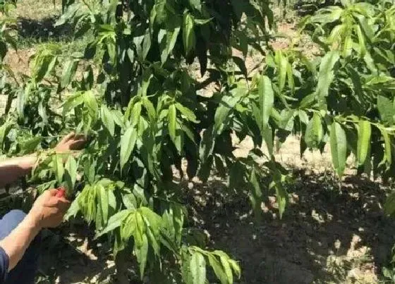 种植管理|桃树一亩地能栽多少棵，一亩地栽种多少棵桃树苗适合）