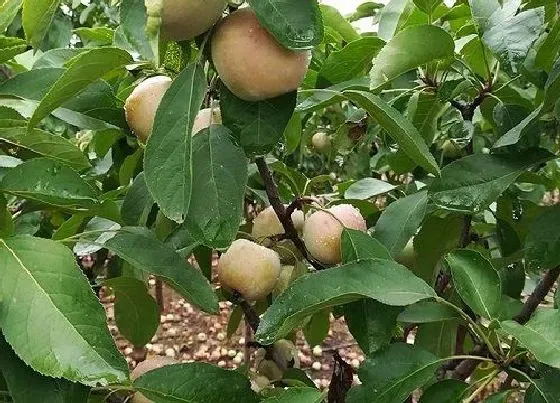 种植管理|苹果树耐涝吗